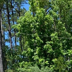 Meet your Posher, Ava